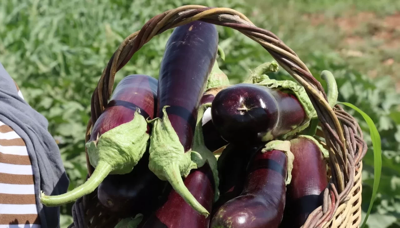 Şanlıurfa'da coğrafi işaretli ürünlerin hasadı başladı