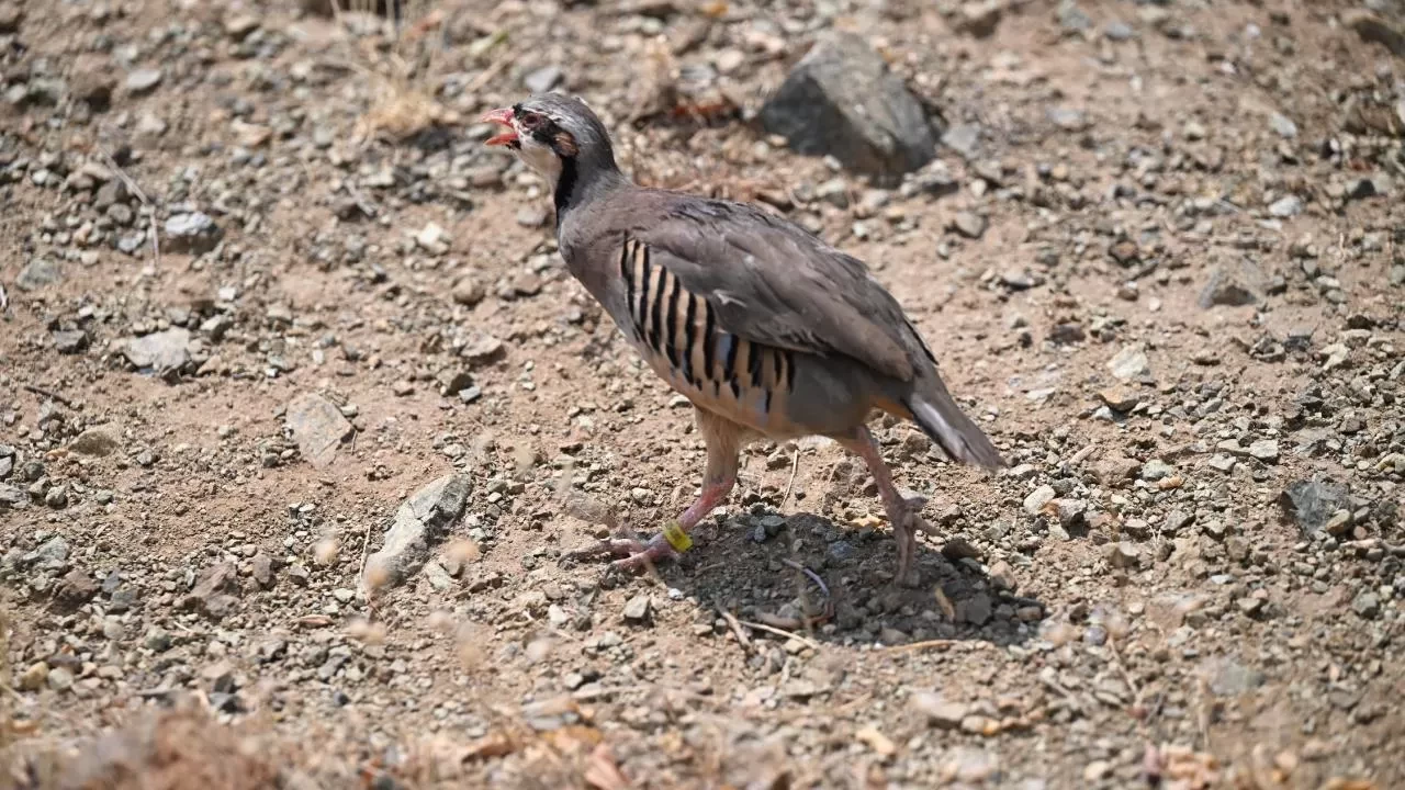 Kahramanmaraş’ta 200 keklik doğaya salındı! Keneyle mücadelede etkisi araştırılacak