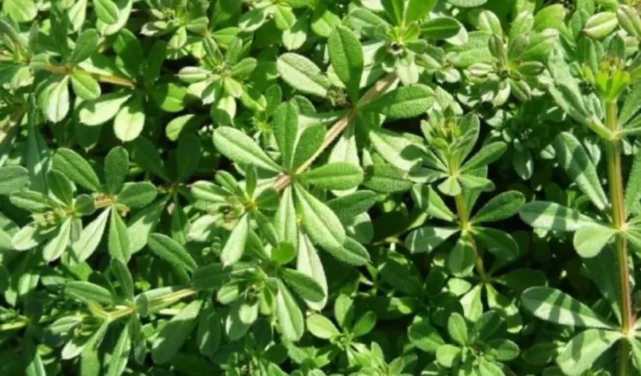 Yoğurt otunun sağlığınıza sağlık katacak 6 önemli faydası