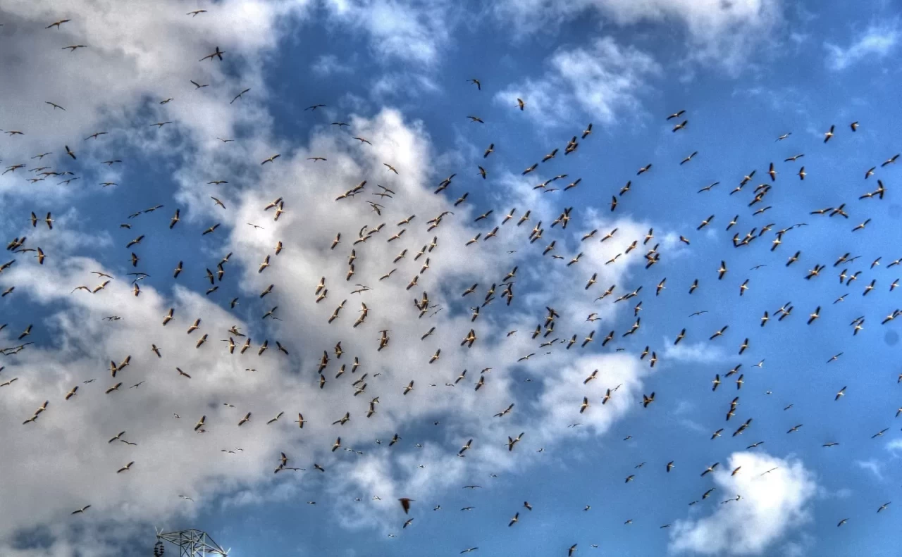 Leylekler göç yolunda Beyşehir’de görüntülendi