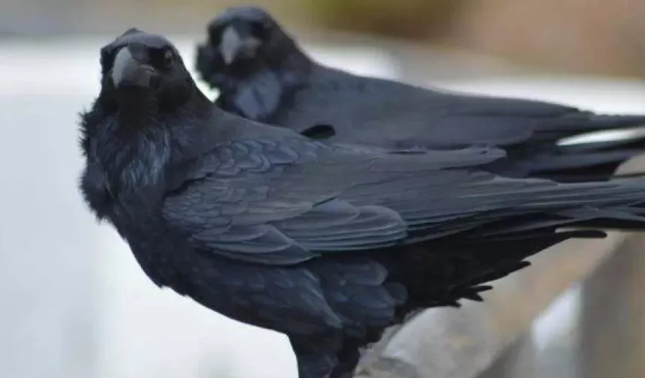 Cama karga konması ne anlama geliyor? Eski inançlarda kuşların mesajları