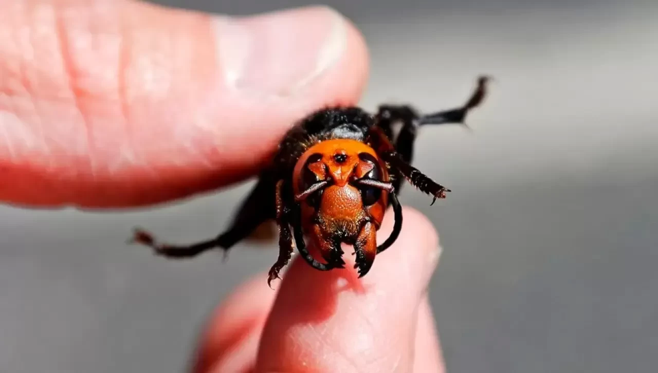 İrlanda’da biyogüvenlik alarmı: İstilacı tür popülasyonu yok edebilir!