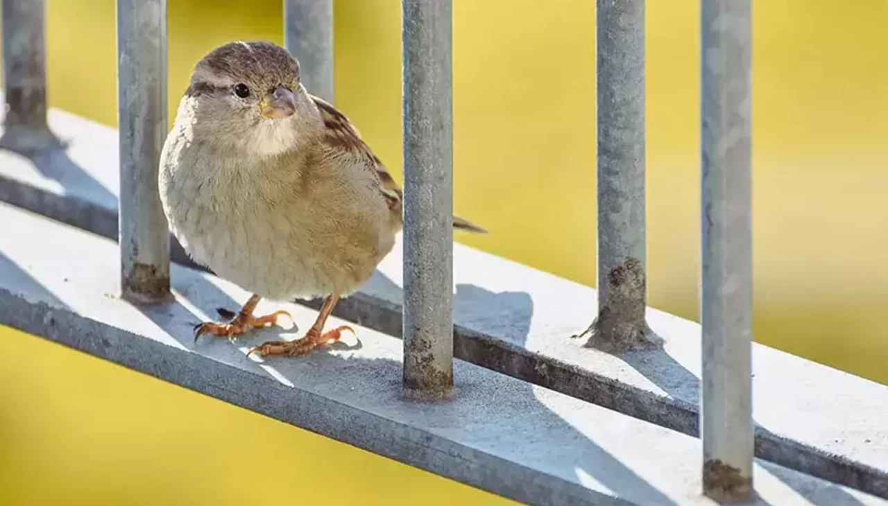 Rusya’da serçelerin sayımı başladı: Neden azaldıkları araştırılıyor