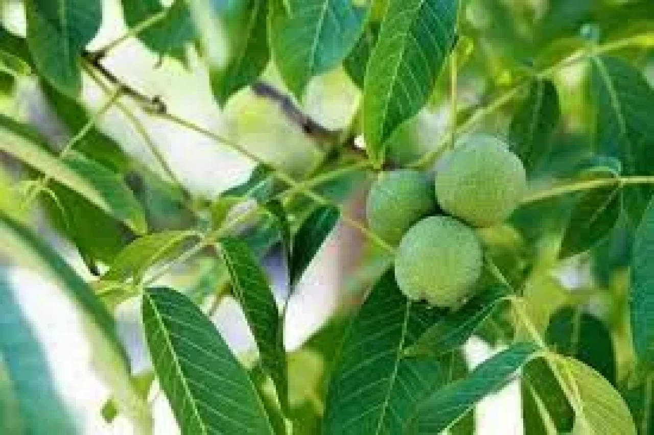 Ceviz yaprağı ne işe yarar, nasıl kullanılır?