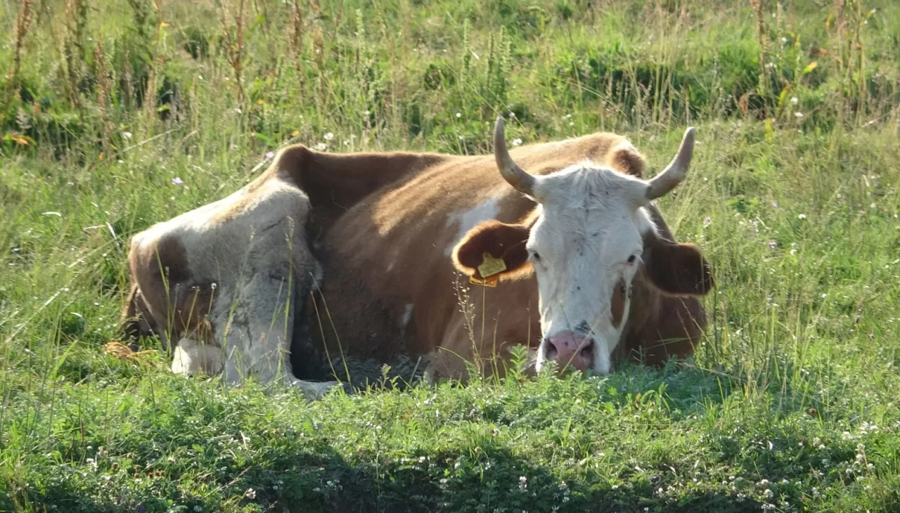 Ardahan'da şap korkusu!