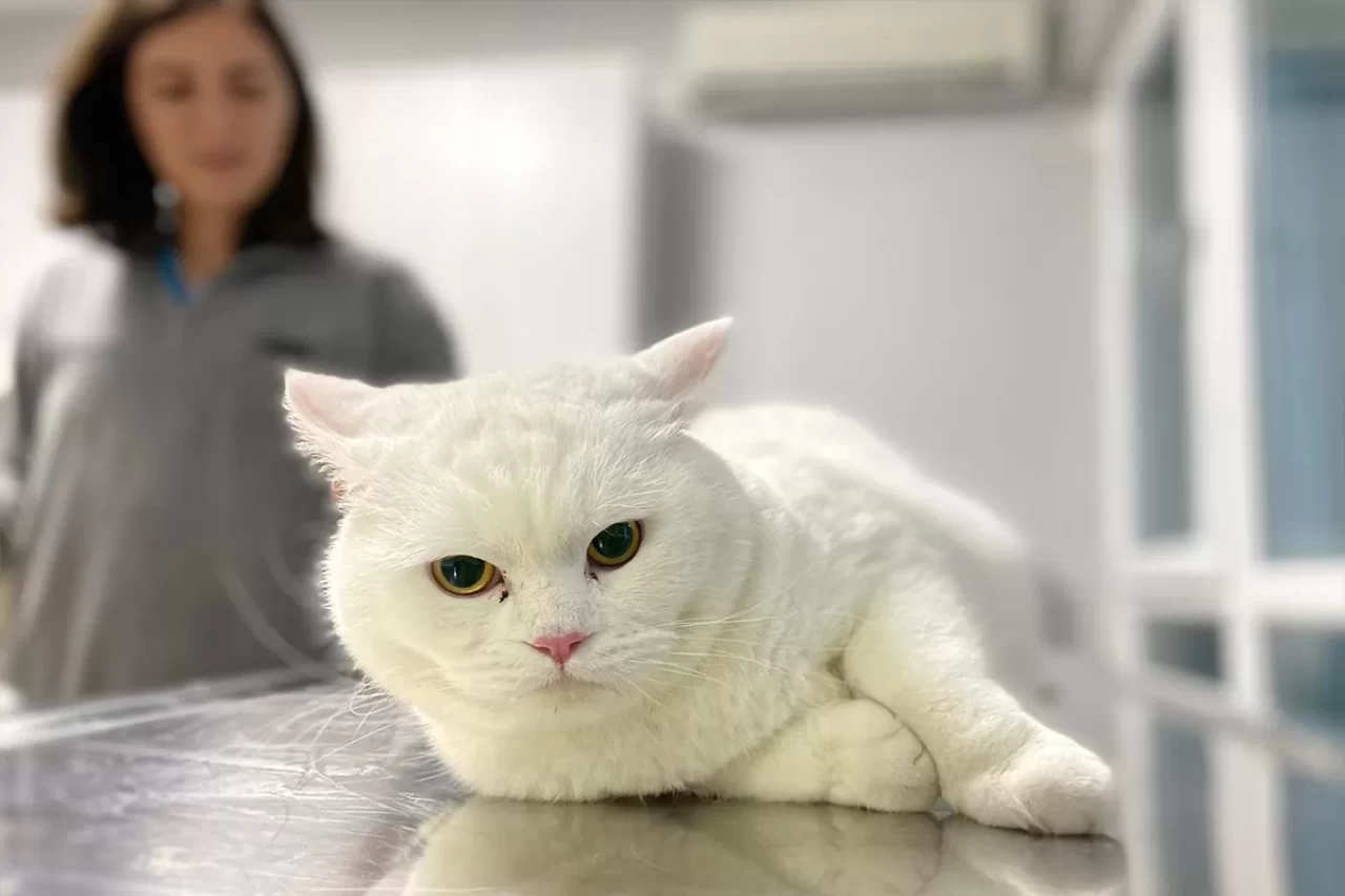 Evcil hayvan sahipleri için temizlikte altın değerinde ipuçları