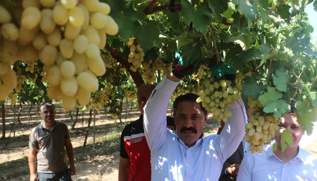 85 bin ton rekoltenin beklendiği üzümde bağ bozumu başladı