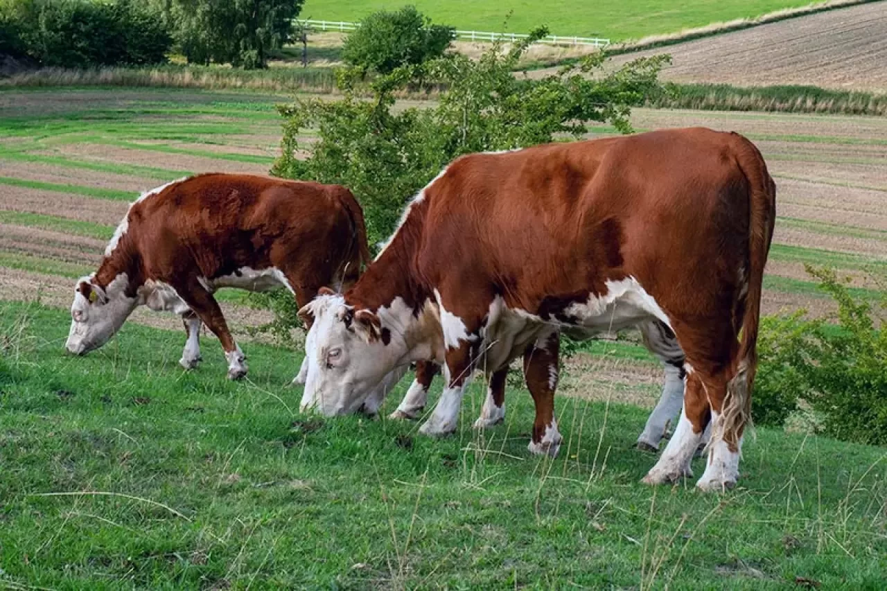 Rüyada İnek ve Yavrusunu Görmek Ne Anlama Gelir? İşte Detaylı Tabiri