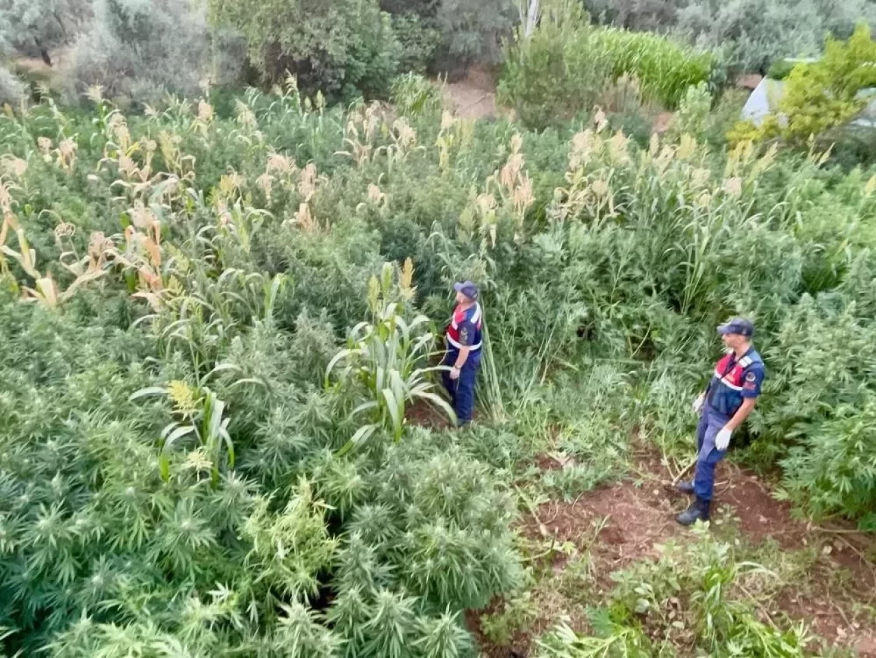 Mısır tarlası zehir tarlası çıktı! 2 kamyon kenevir imha edildi