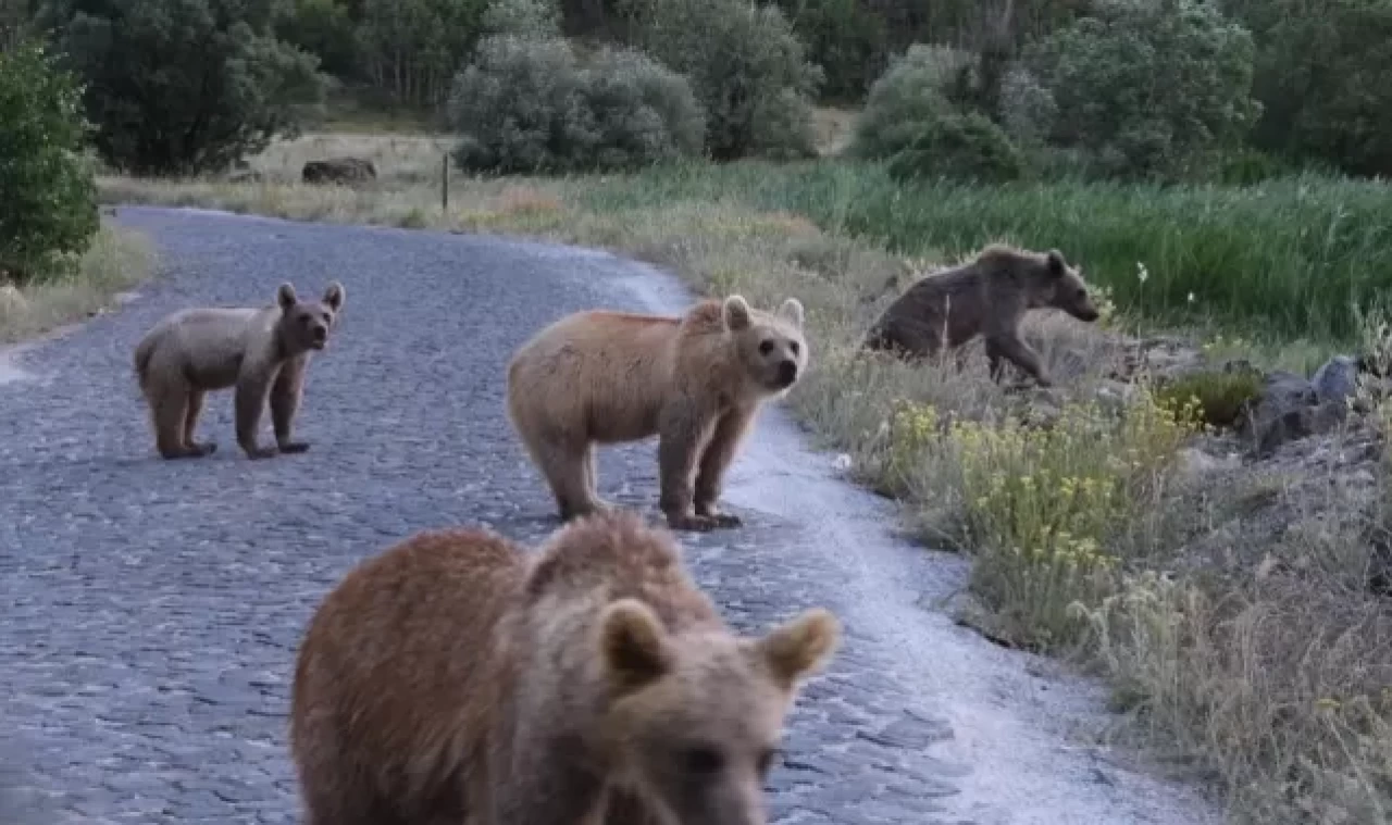 Ayı saldırısı riski: Nemrut Krater Gölü ve Kalderası geçici olarak kapalı