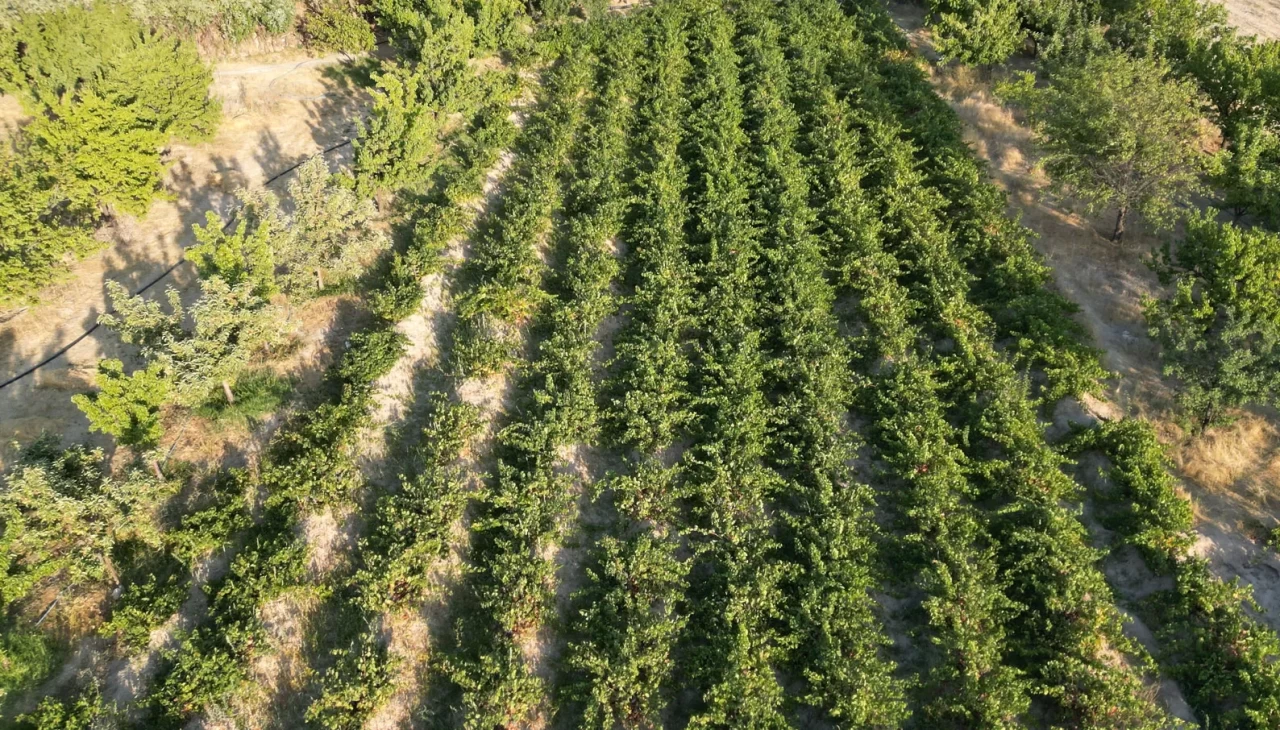 Coğrafi işaretli Erciş üzümünün bağ bozumu başladı