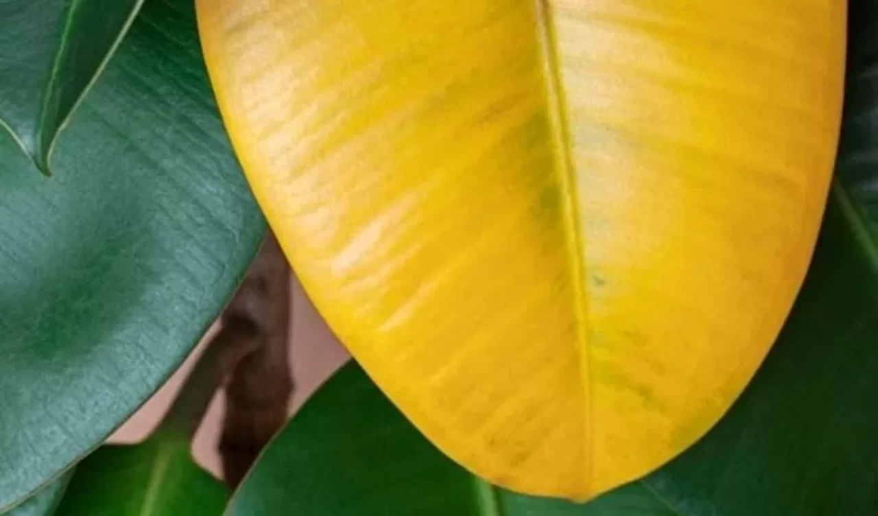 Bitki yaprakları neden sararır? Sararan yapraklara ne iyi gelir?