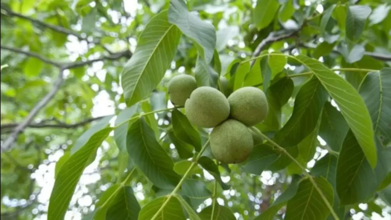 Rüyada Ceviz Ağacı Görmek Ne Anlama Gelir? İşte Detaylı Yorumlar