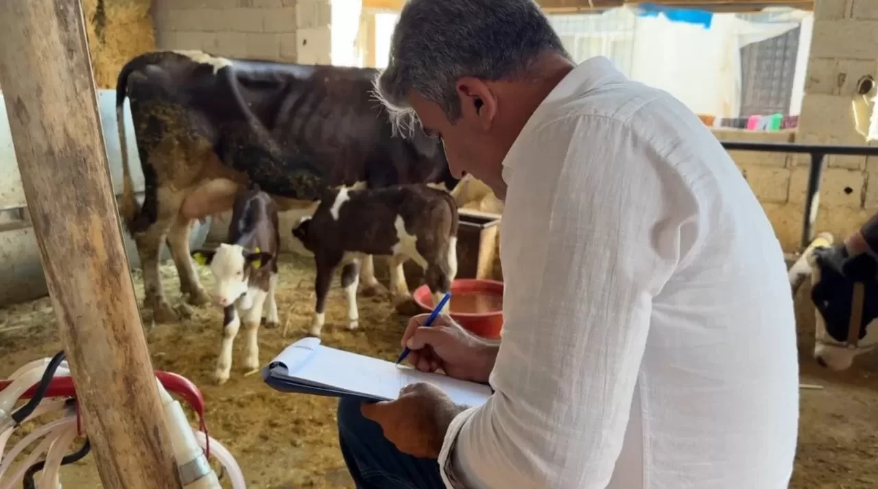 Şanlıurfa'da şap hastalığıyla mücadele devam ediyor