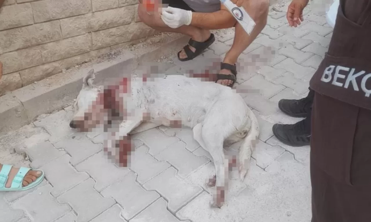 Hamile köpeğe tüfekle saldırı! Mahalle ayağa kalktı