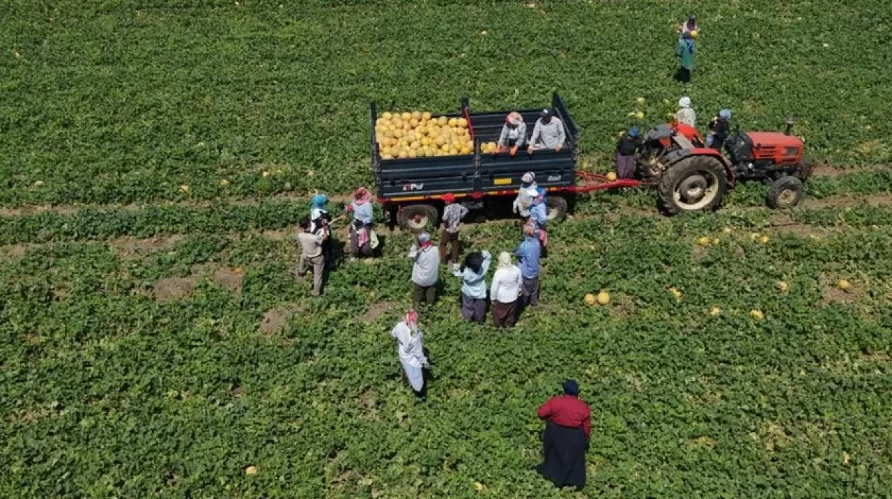Kadın işçiler ekmek parasını topraktan çıkarıyor