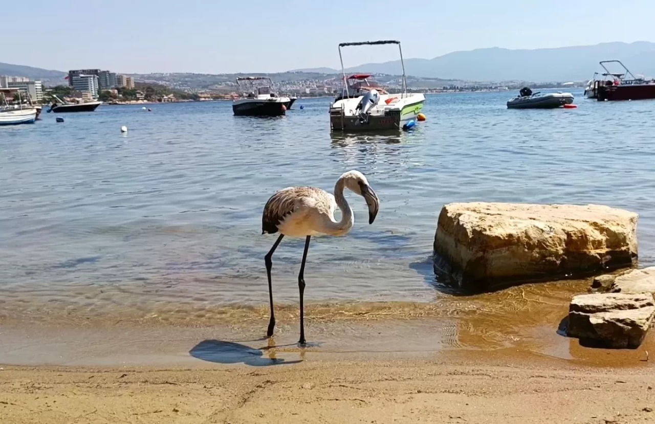 Aydın’da kurtarılan leylek ve flamingo doğaya salındı