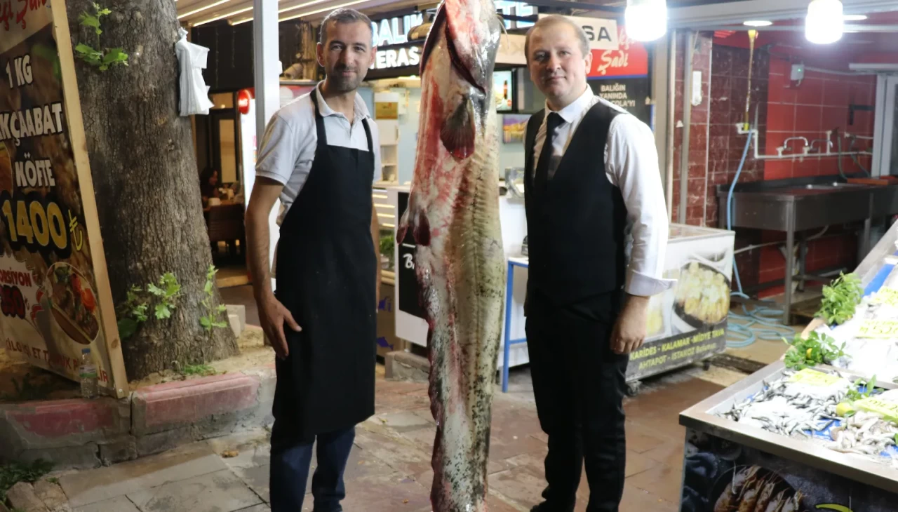 Amasya'da dev yayın balığı yakalandı