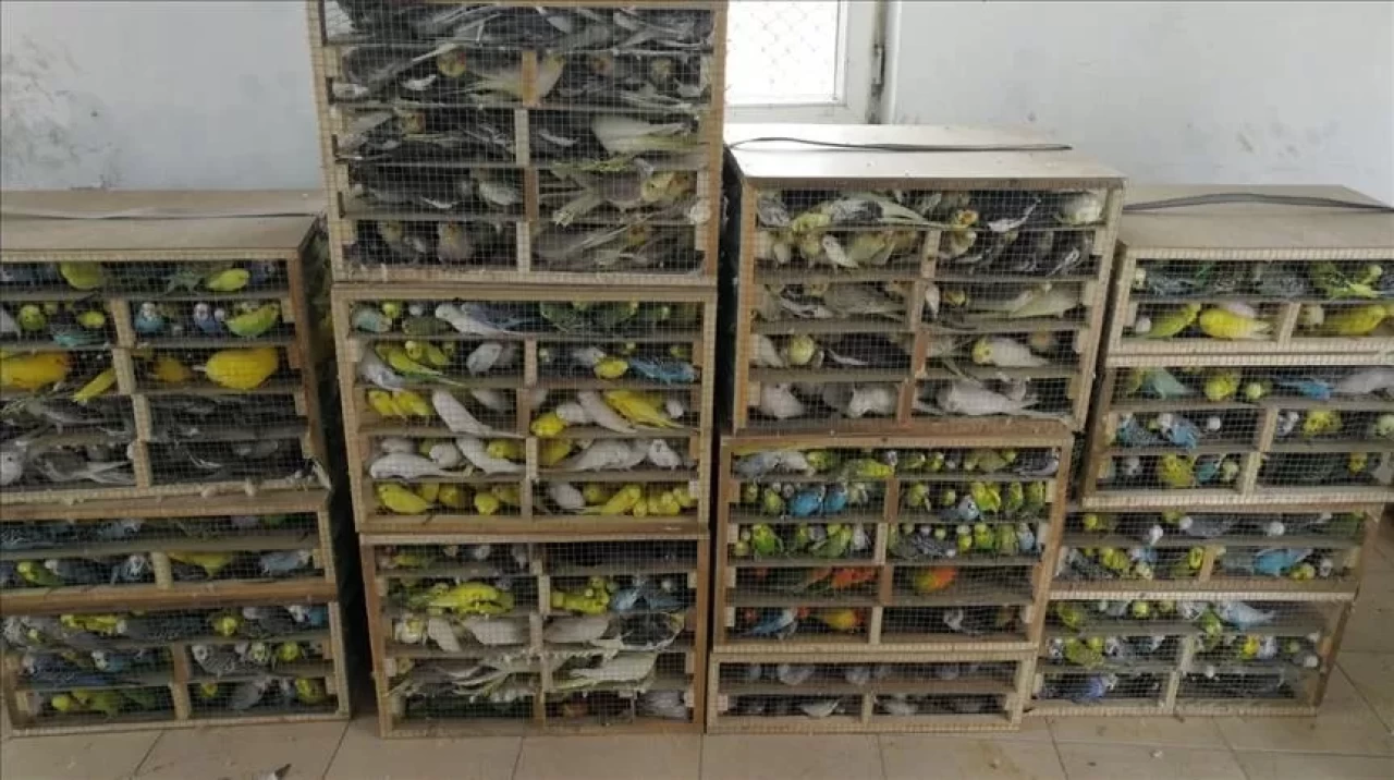 Nijerya'da kaçakçılık operasyonunda 1600'den fazla kuş ele geçirildi