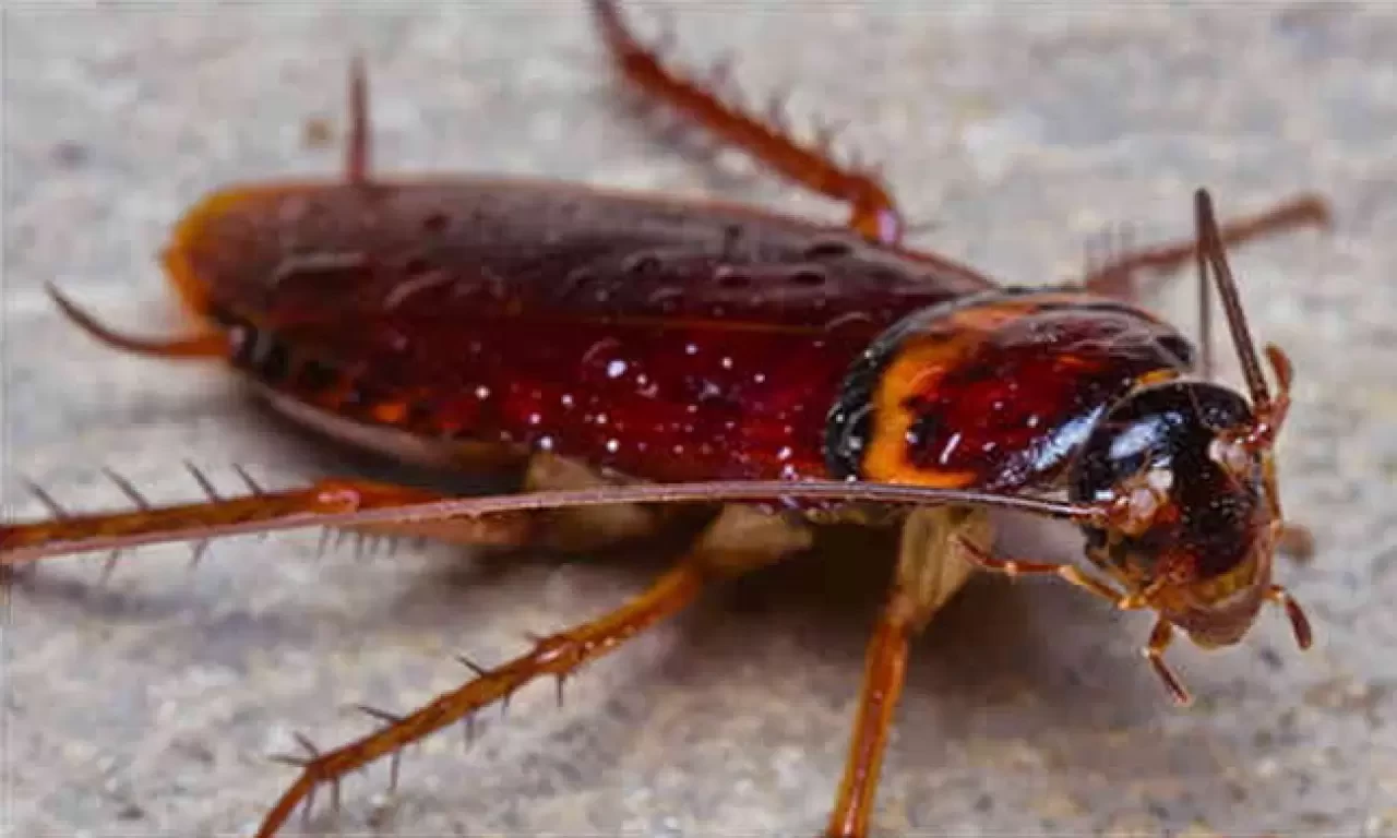 Rüyada Hamam Böceği Görmek Ne Anlama Gelir? İşte Detaylı Tabiri