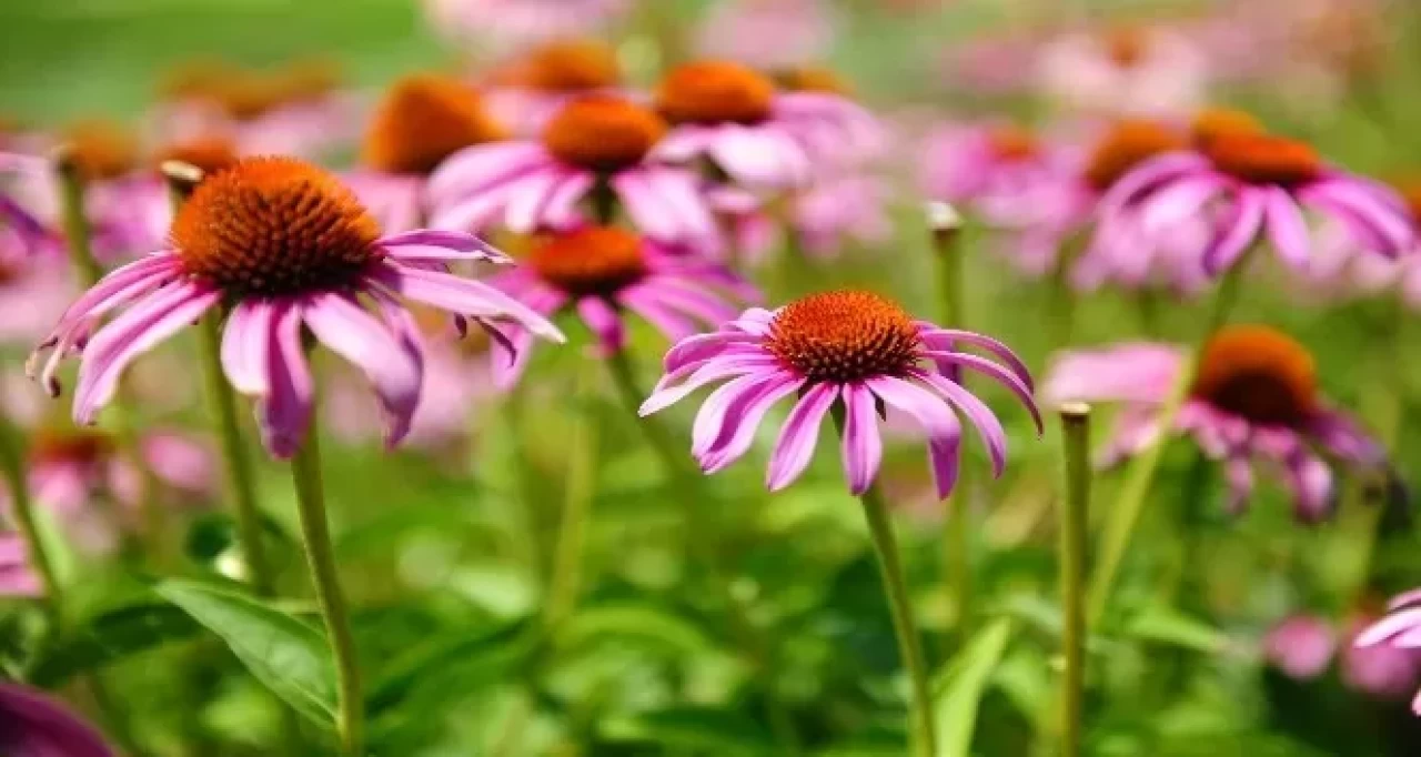 Grip ve soğuk algınlığına karşı doğal koruma