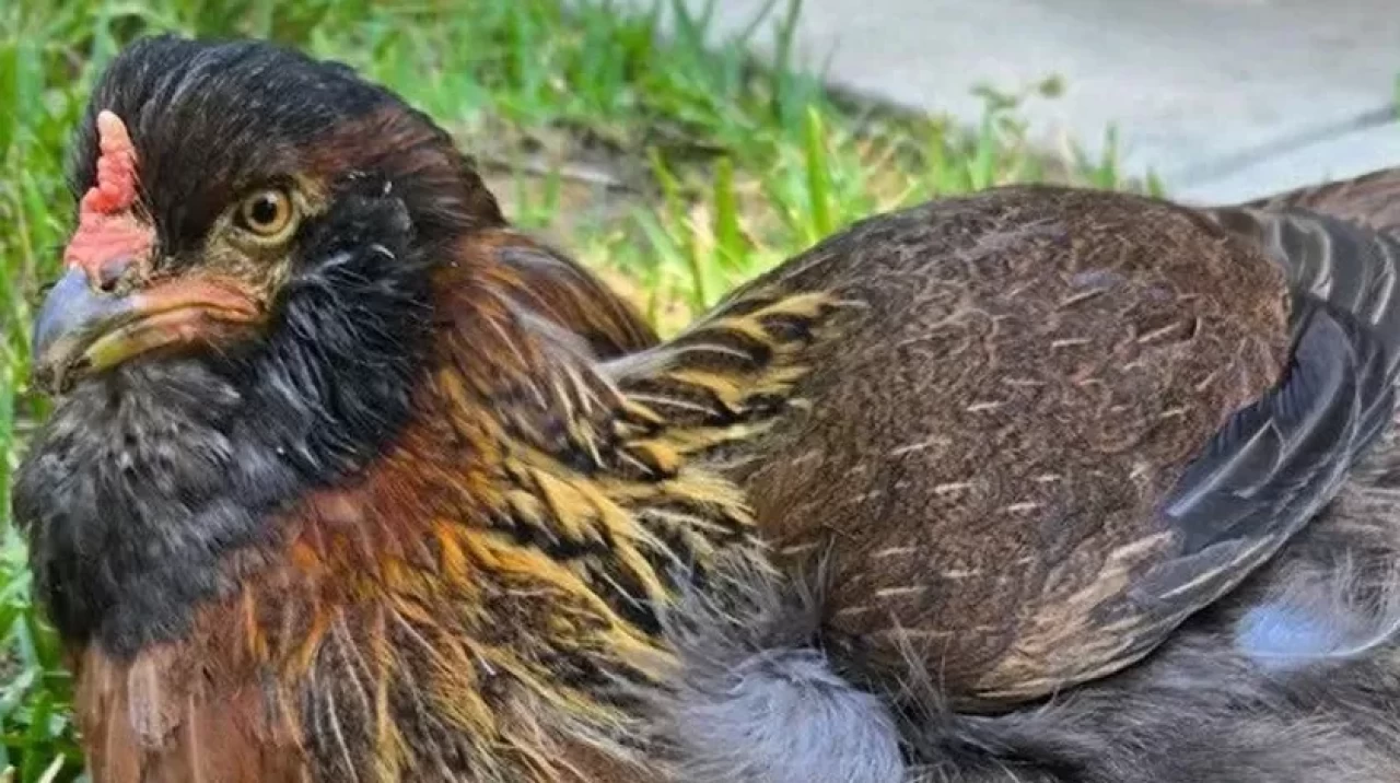 Dünyanın en yaşlı tavuğu, hayata tutunmayı başarıyor