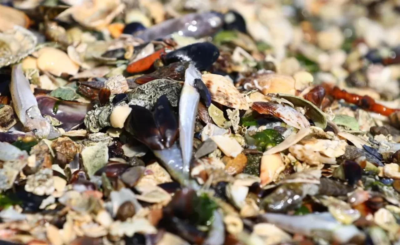 İzmir Körfezi'nde balık ölümleri yeniden başladı