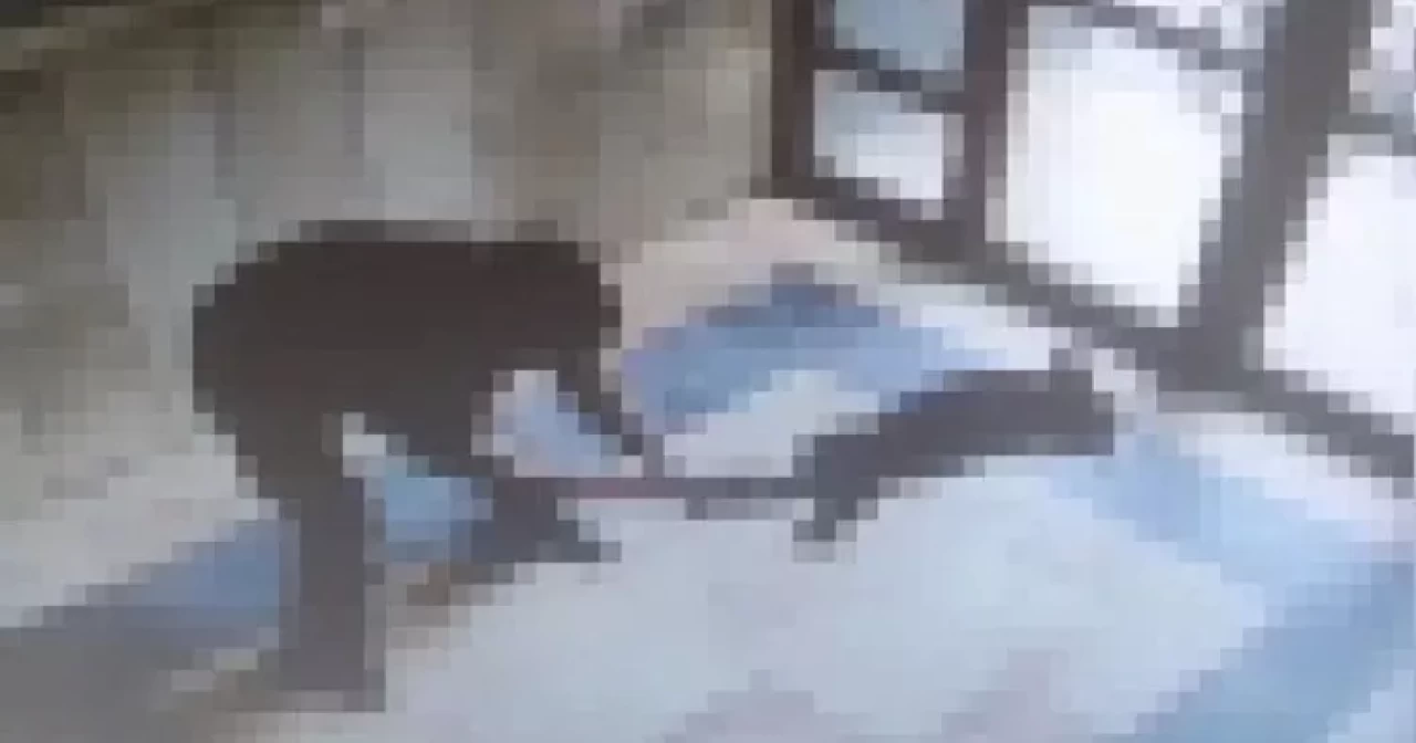 Tüyler ürperten vahşet! Kediyi öldüren zanlının ifadesi kan dondurdu