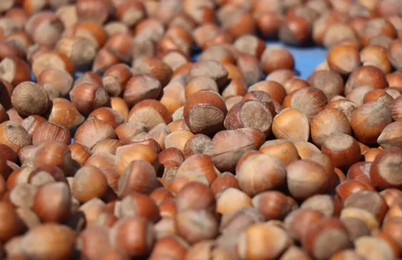 Rüyada Fındık Toplamak Ne Anlama Gelir? İşte Detaylı Tabiri