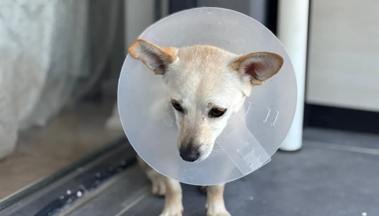 Ankara'da 2 kangal dehşet saçtı!