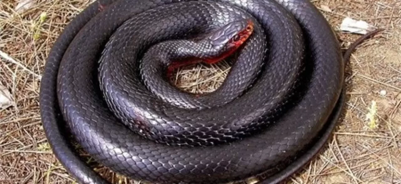 Rüyada Kara Yılan Görmek Ne Anlama Gelir? Detaylı Tabiri