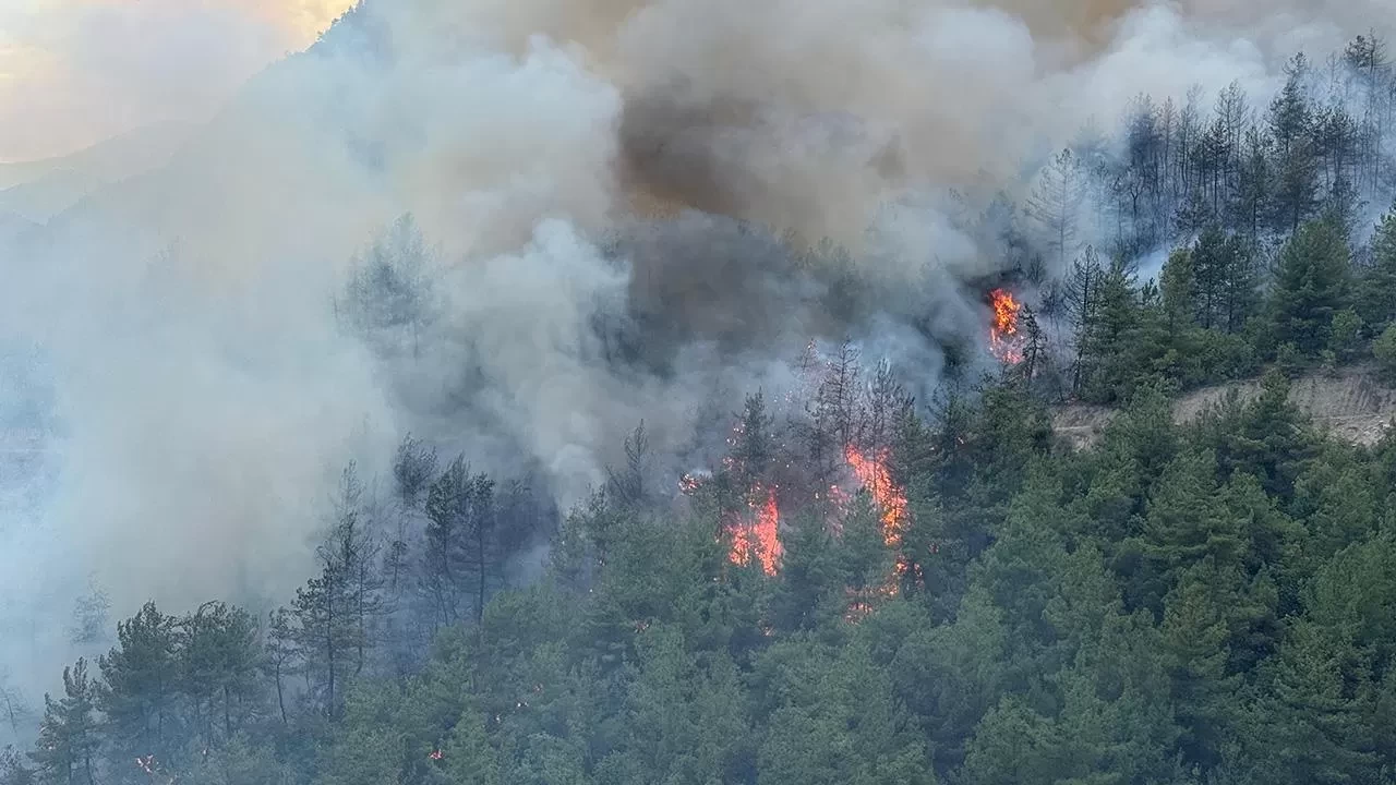 Define ararken 3 bin 630 ağacı yaktılar! 5 sanığa 18 yıl hapis talebi