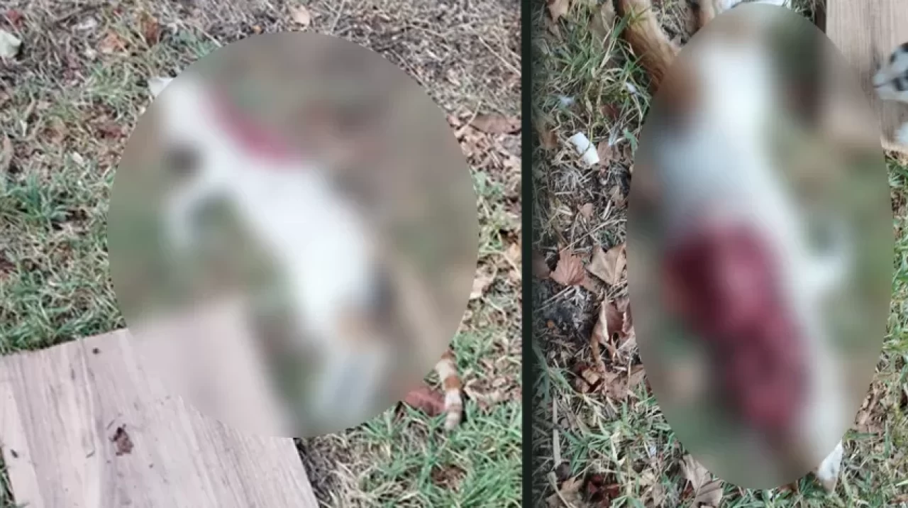 Beylikdüzü'nde kedi vahşeti! Bacağını ve ensesini kesip...