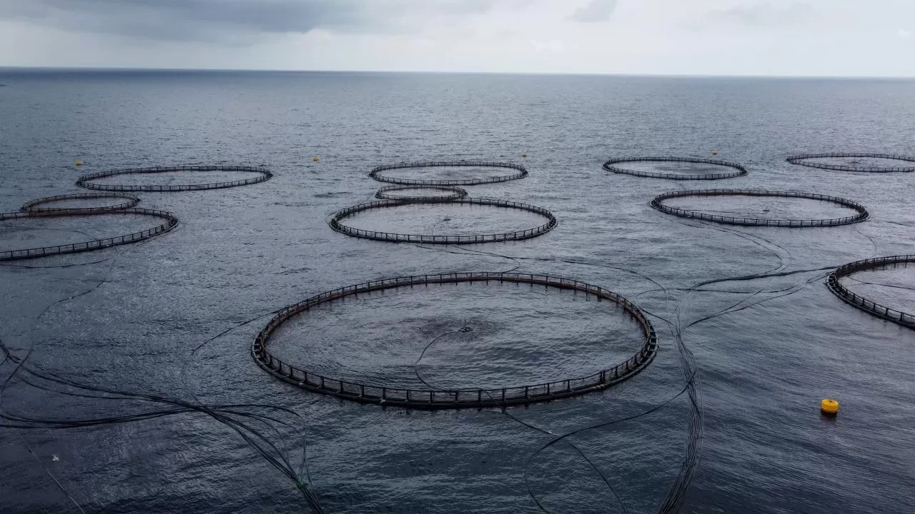 Hatay'da yetiştirilen balıklar Avrupa ülkelerine ihraç ediliyor