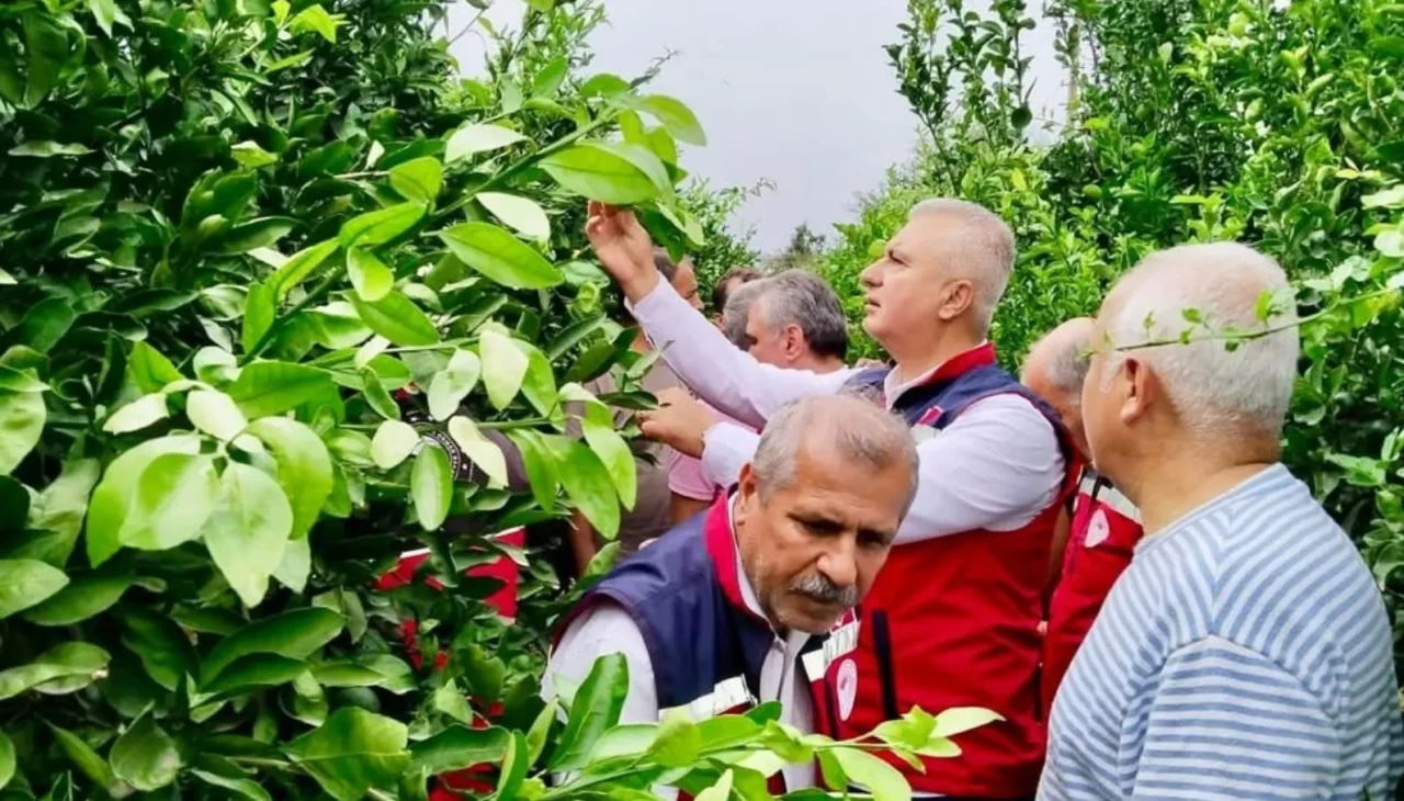 Hatay'da narenciye bahçeleri zararlı organizmalara karşı incelendi
