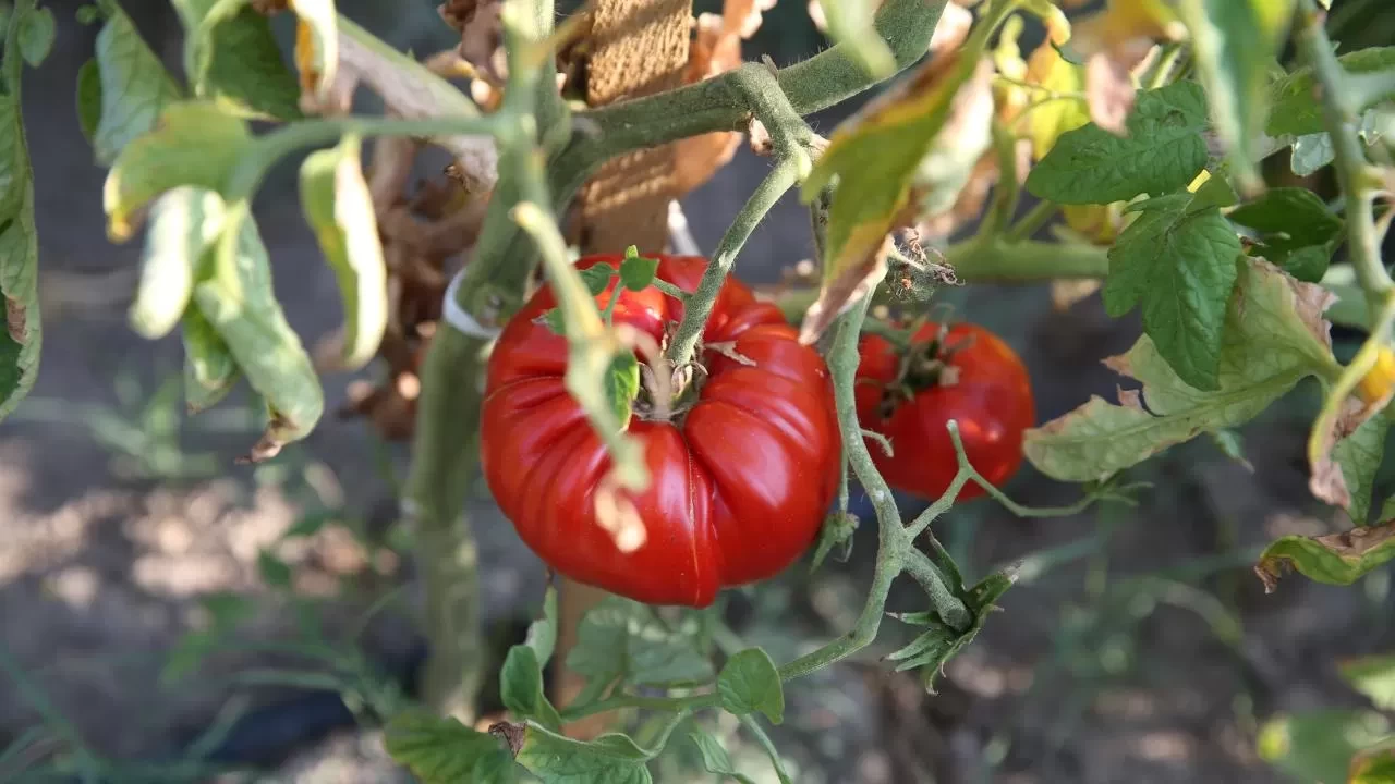Safranbolu'nun coğrafi işaretli sebzesi! Maniye domatesinde hasat zamanı