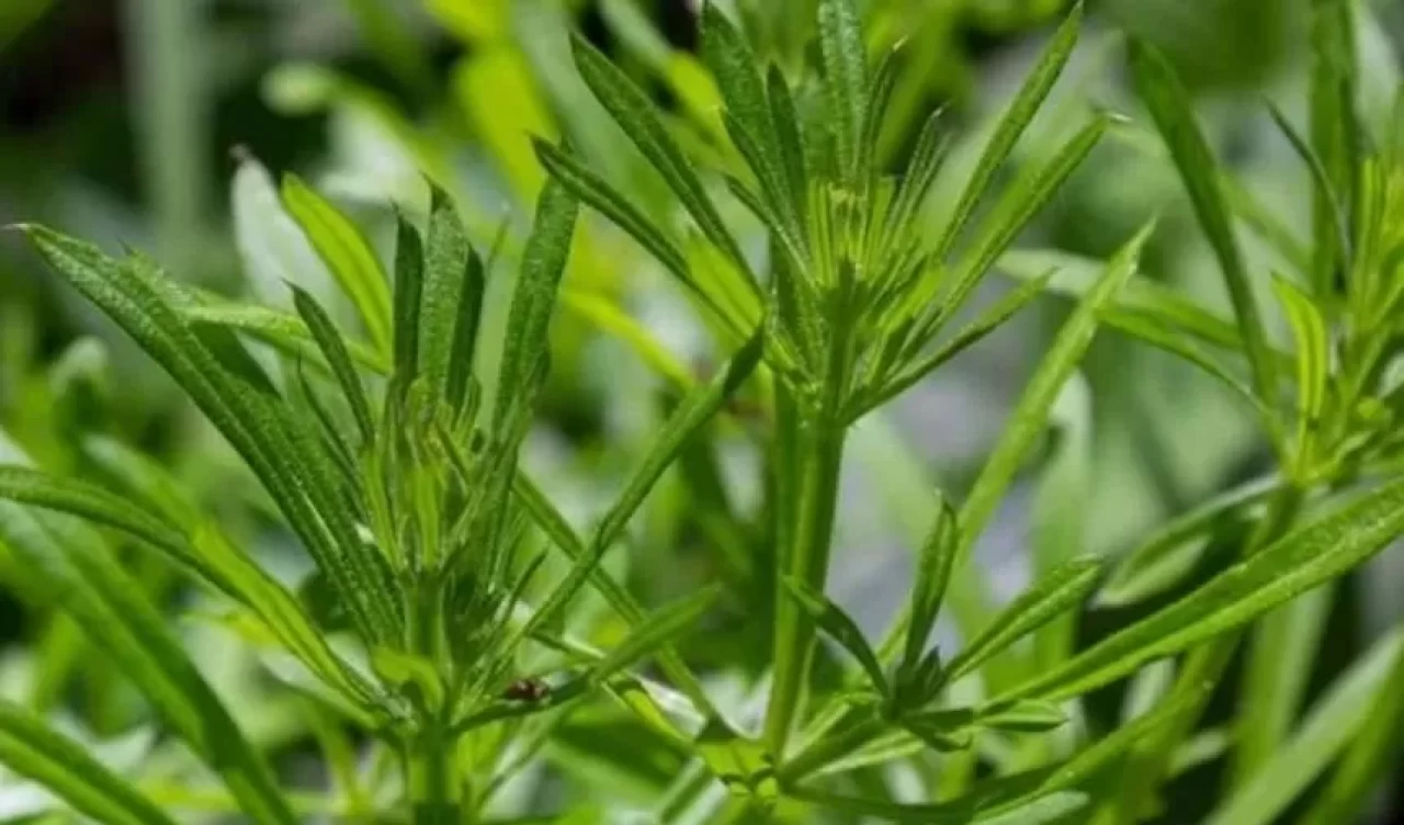 Yoğurt otu ile yapılabilecek 5 pratik tarif