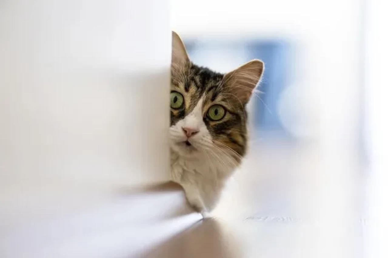 Kediler sandığımızdan daha zeki: Bizi anlıyorlar