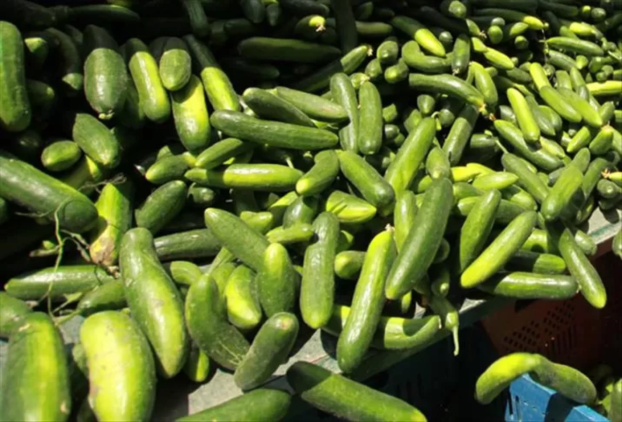 Yumuşayan salatalıklara son! Bu yöntem günlerce taze kalmasını sağlıyor