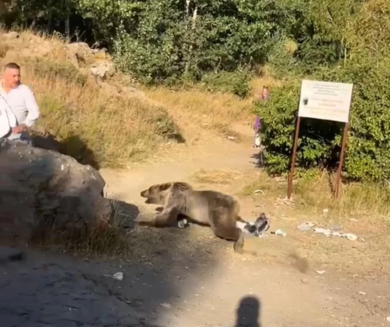 Kucağında bebekle ayı saldırısına uğradı! Korkunç anlar kamerada