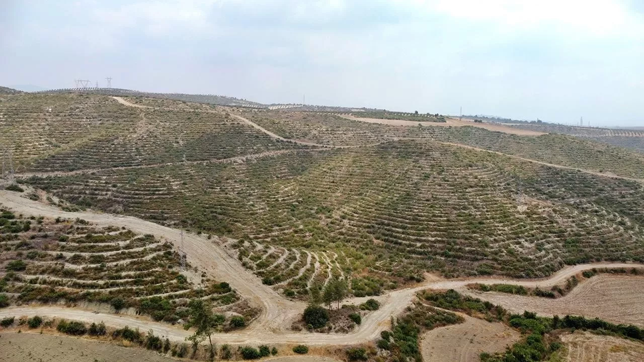 Yanan ormanlık alanlar, iklime, toprağa ve rakıma uygun ağaçlandırılıyor
