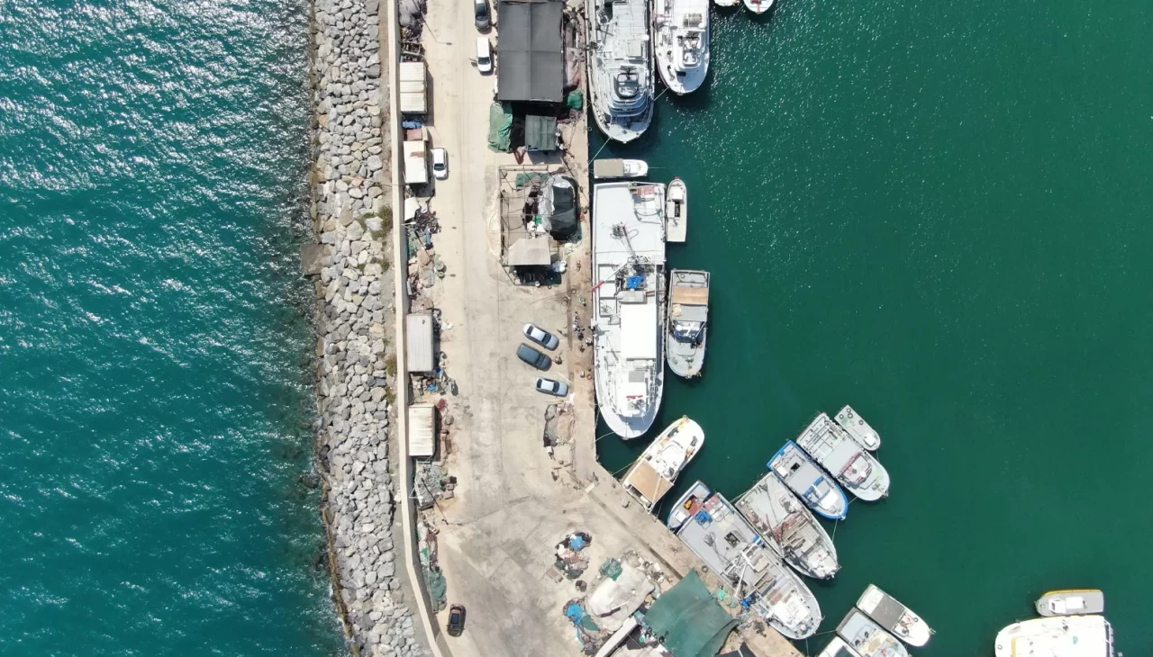 İzmir'de deniz kirliliği balığı vurdu: Sardalyasız sezon kapıda