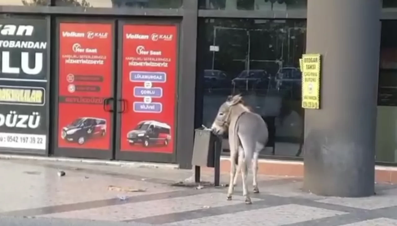 Edirne Otogarı'nda ilginç anlar! Başıboş eşek dubayı çaldı