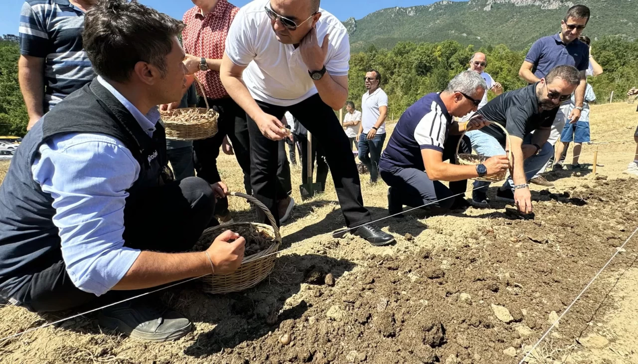 80 Bin Çiçekten Yarım Kilo! "Dünyanın En Pahalı Baharatı"nın Kilosu Altınla Yarışıyor