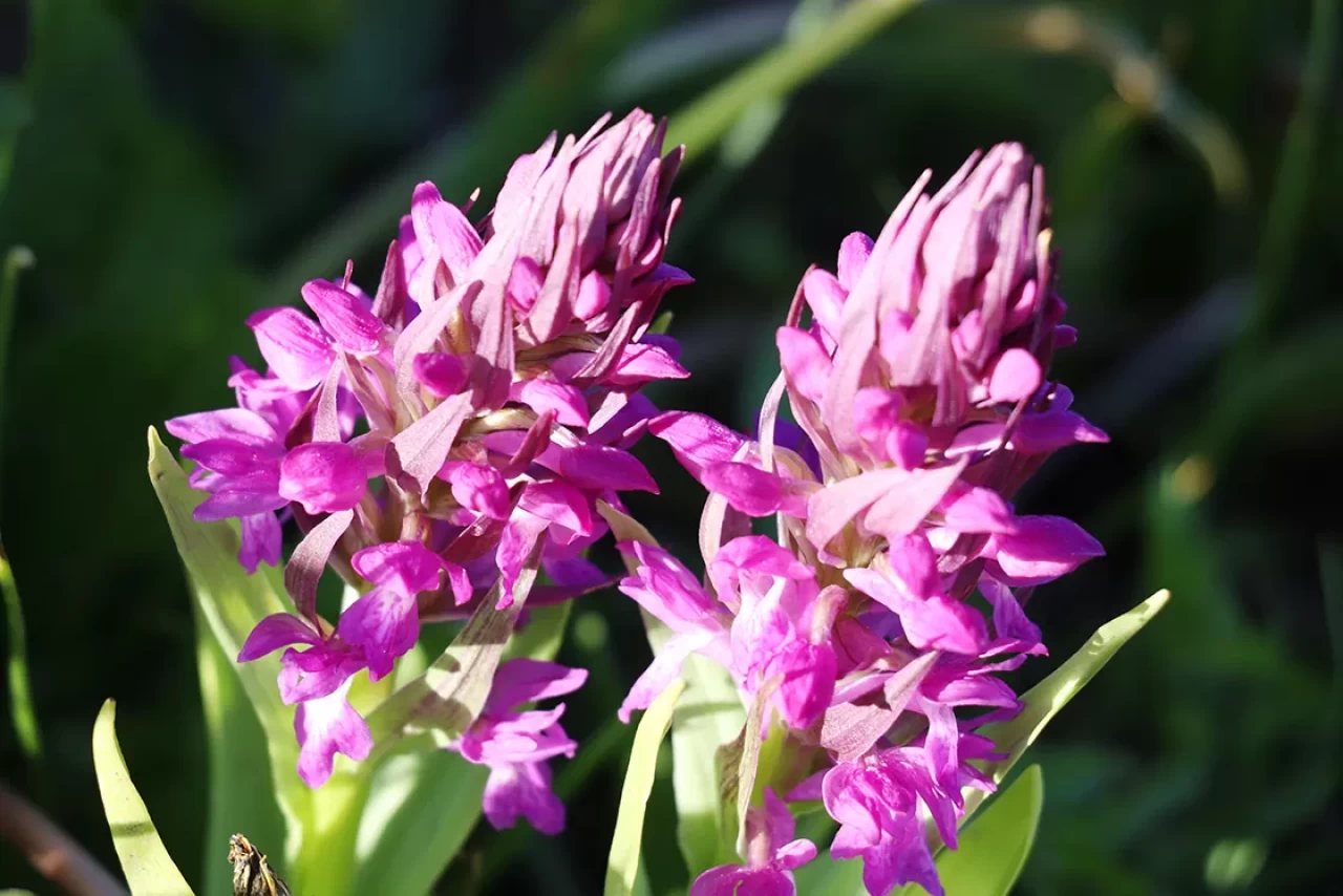 Bitkilerinizin çiçek açma sürecini hızlandırın