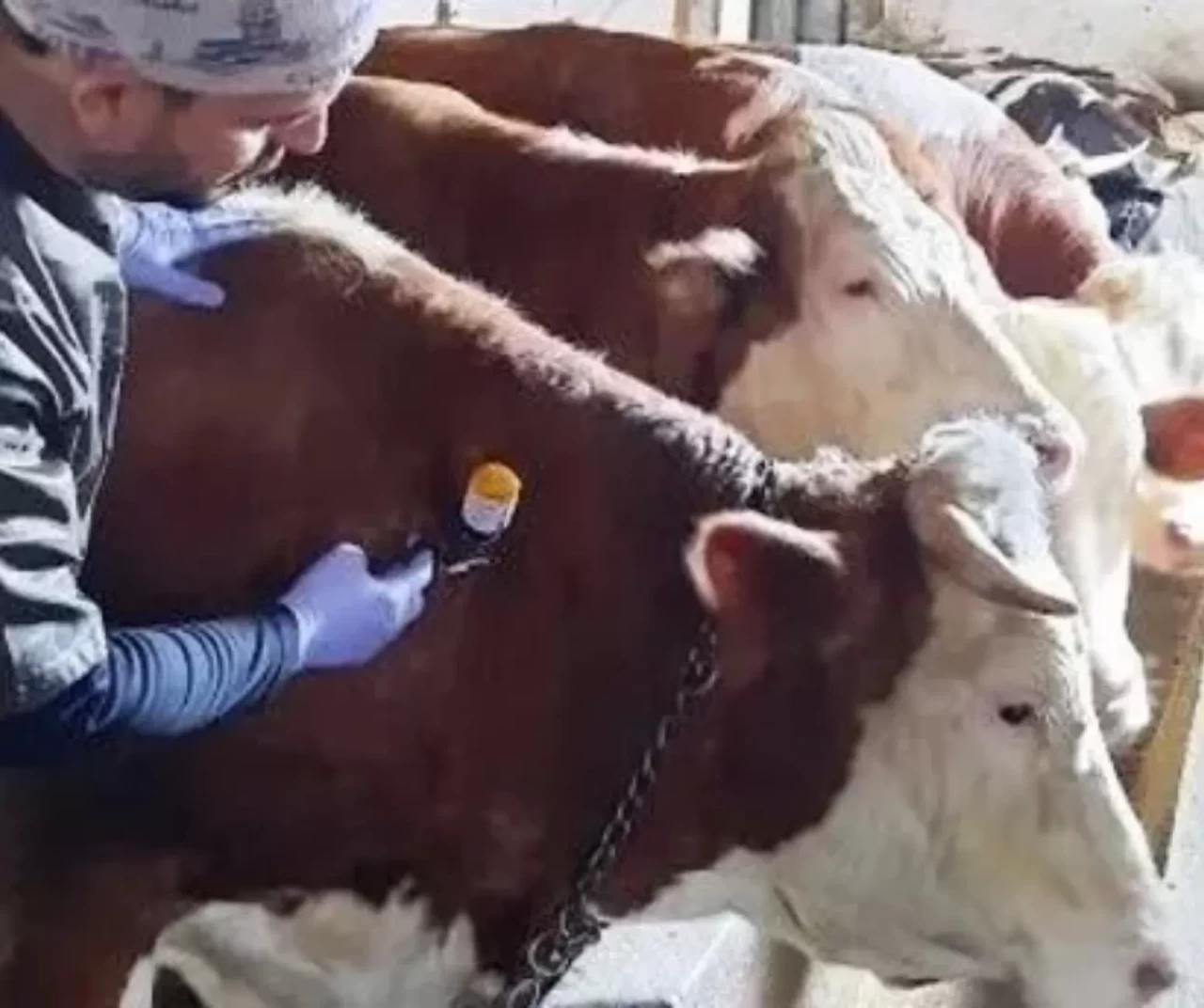 Tarım ve Orman Bakanlığı'ndan 'şap hastalığı' açıklaması