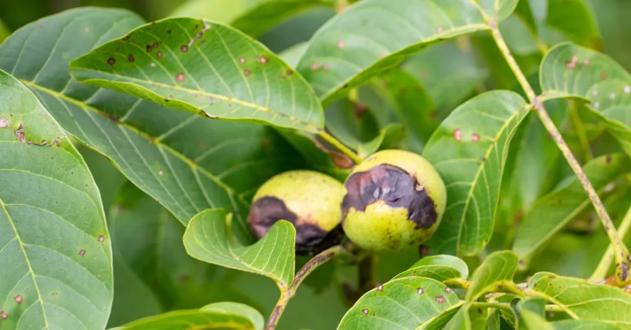 Faydası da var zararı da! Yüzyıllardır geleneksel tıpta kullanılıyor