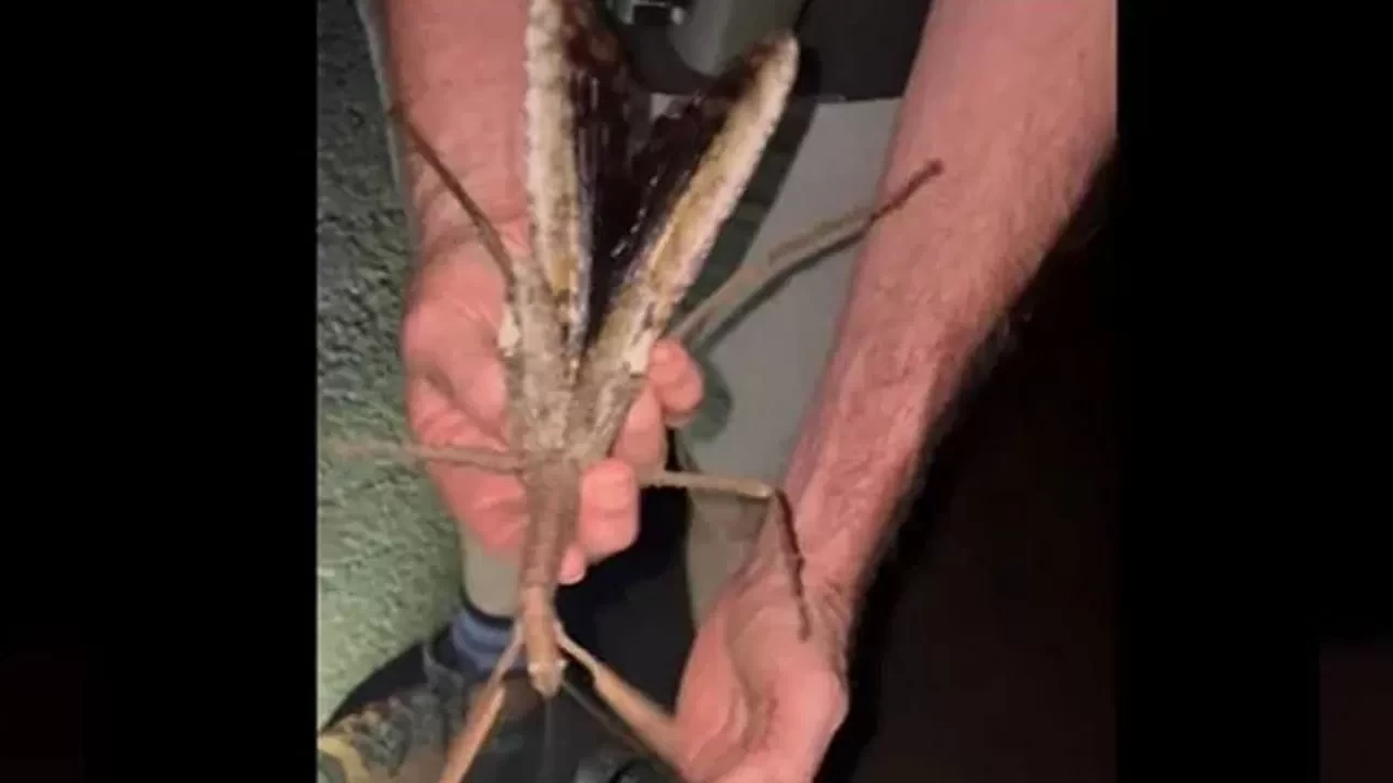 Görenler şaştı kaldı! Tam 44 gram... İsim bile verildi