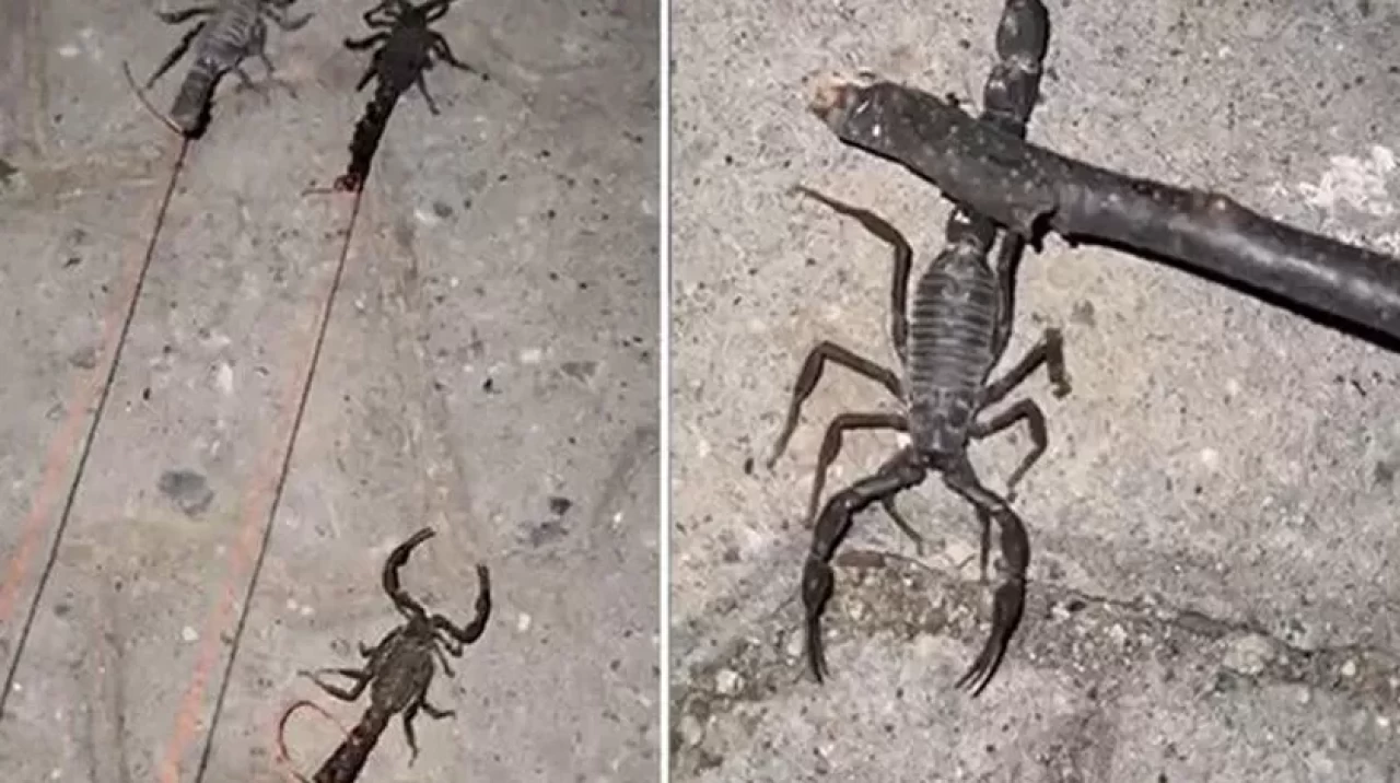 Akrep istilası! Evler ve sokaklar yürünmez halde...