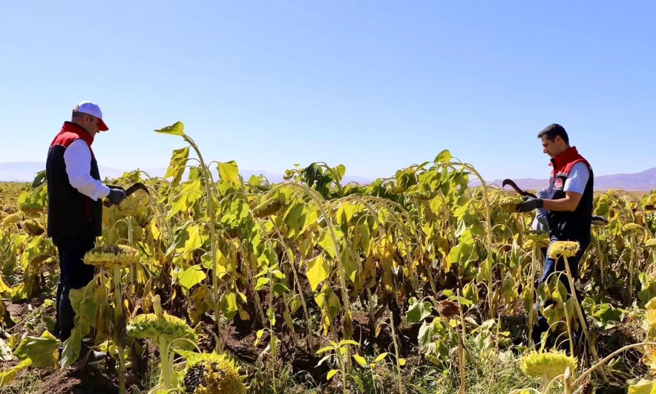 Ağrı'da ayçiçeği üretiminden 758 milyon TL'lik kazanç bekleniyor